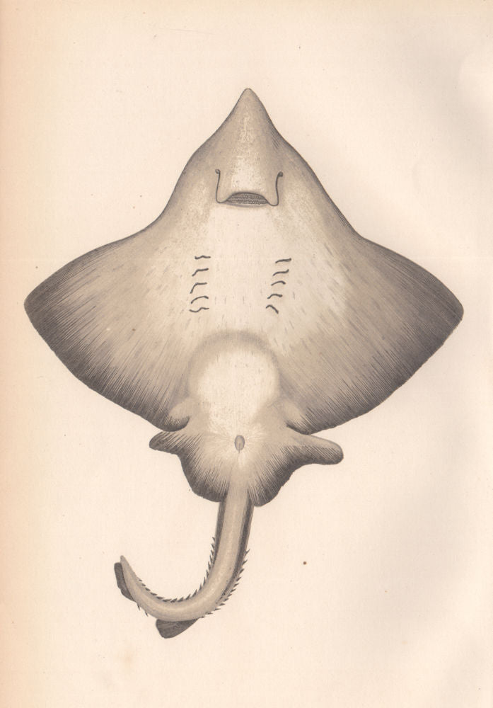 FLAPPER SKATE. Dipturus intermedia. COUCH. Fish 1862 old antique print picture